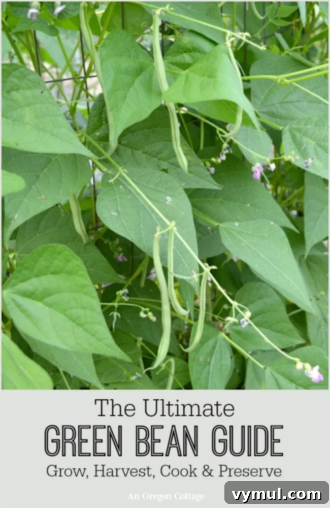 The Ultimate Green Bean Guide for growing and harvest tips plus recipes for cooking and preserving, with an image of fresh green beans.