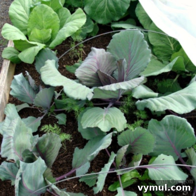 Healthy mid-season cabbage plants thriving in raised garden beds, showcasing robust growth before harvest.