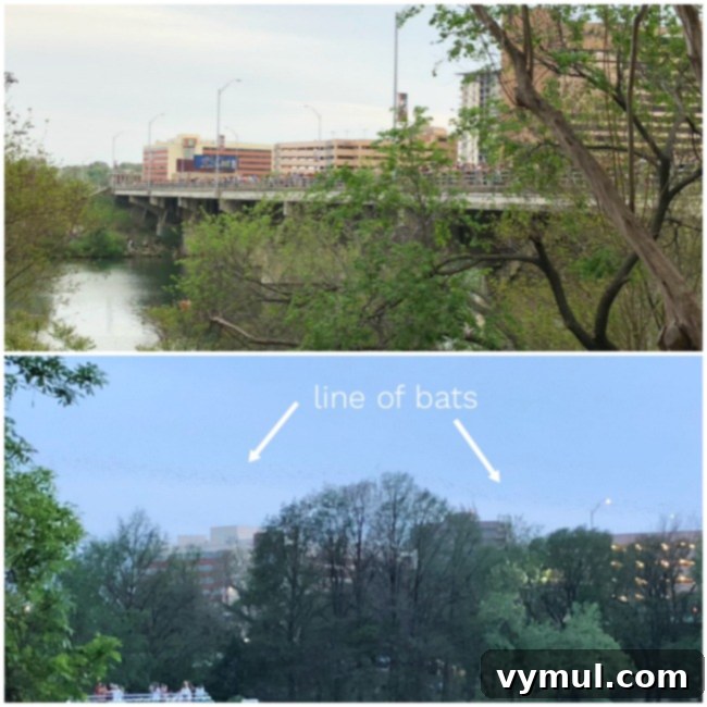 People watching and bats flying in Austin TX