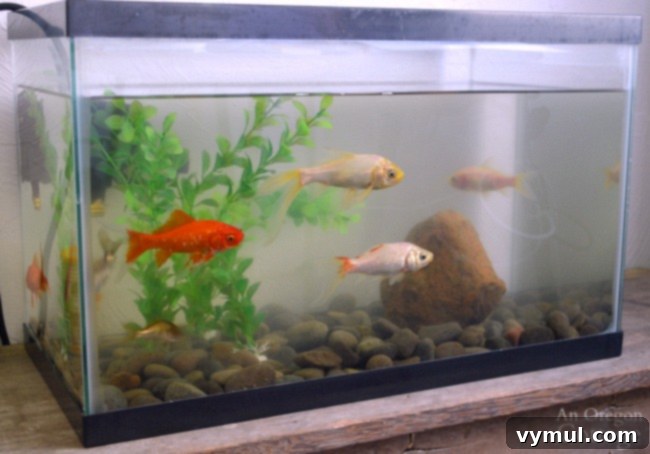 Is Your Car A Money Pit 5 Newly acquired goldfish swimming in a thrift store tank, part of a farmhouse update story.