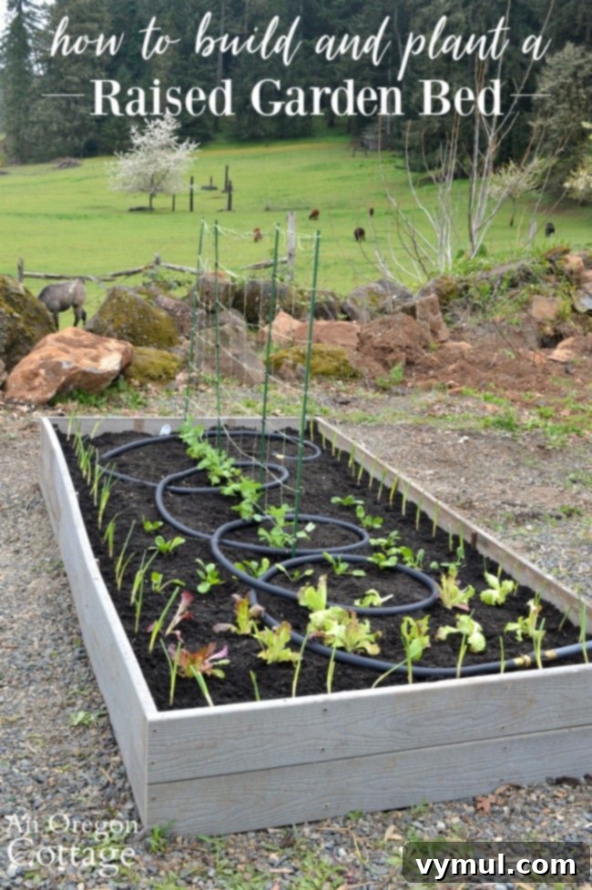 Raised bed garden planted with spring vegetables
