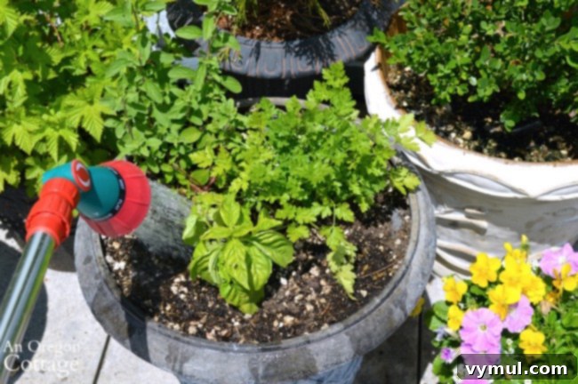 Yard and Garden Watering Tips-watering herbs in pot