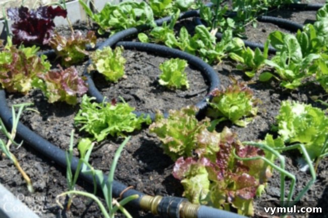 Garden Watering Tips-soaker hose vegetable bed