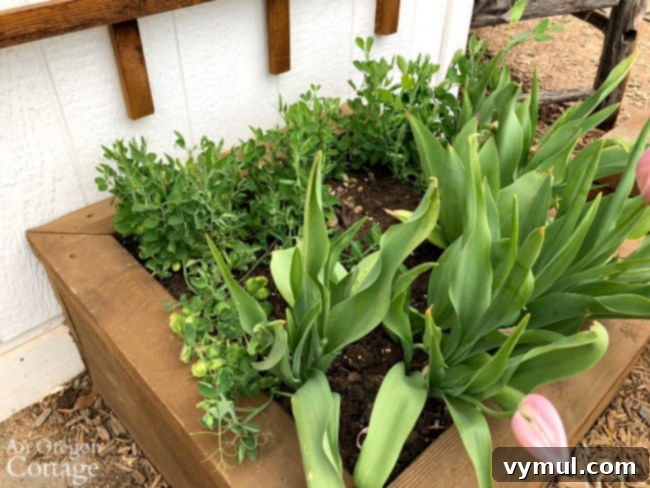 Sweet pea and tulip planter for garden shed