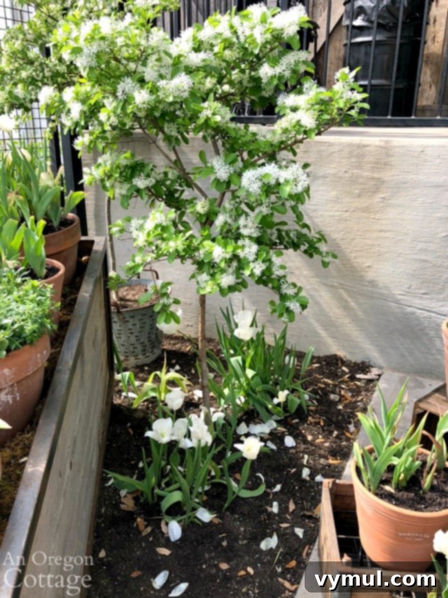 Spring blooming white fringe tree at Magnolia Market.