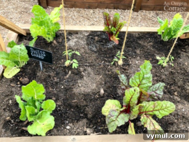 Spring garden ideas-Raised vegetable bed with chard and tomatoes