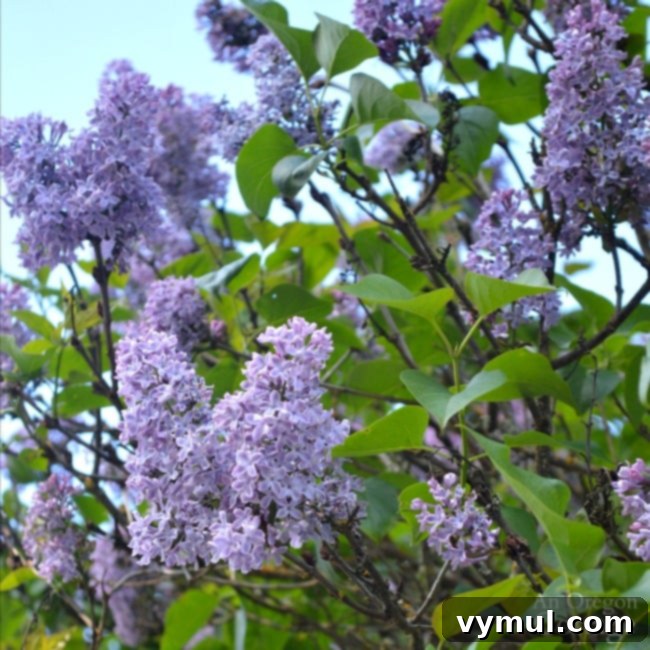 My Favorites, Volume 4: Blooms, Great Spice, April Books, Funny Movie & More! 3 Farmhouse Fixer Lilacs in bloom