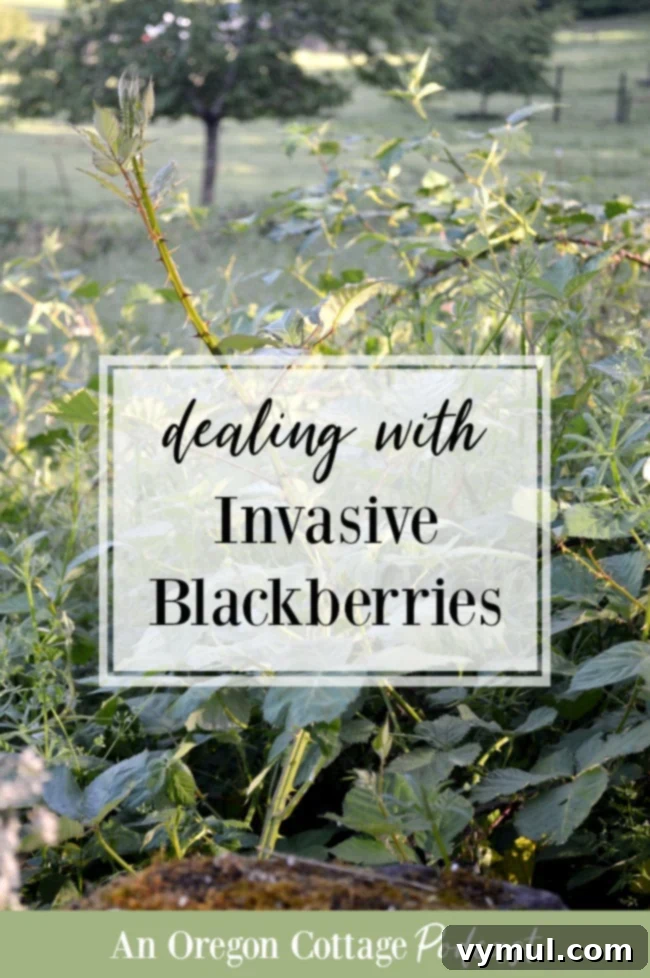 Invasive blackberries in the landscape