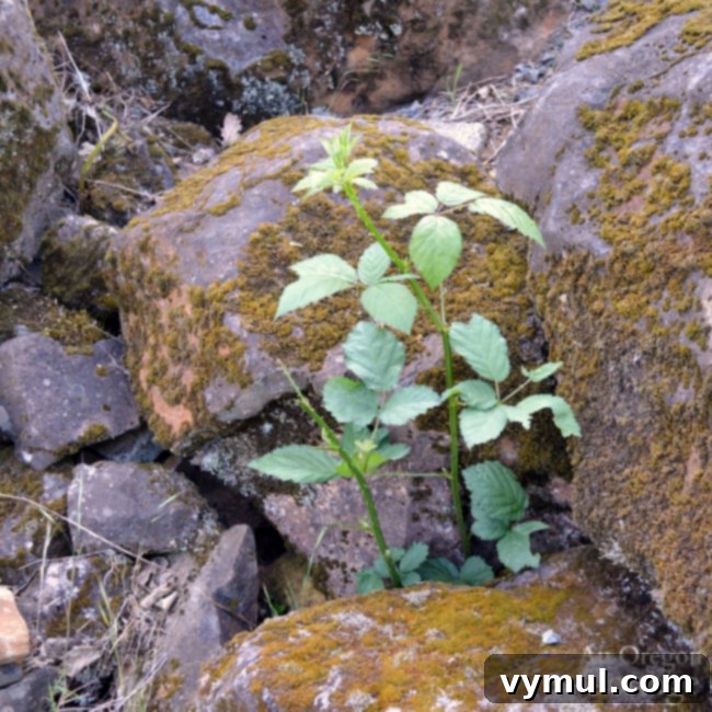 Invasive blackberries in rock wall