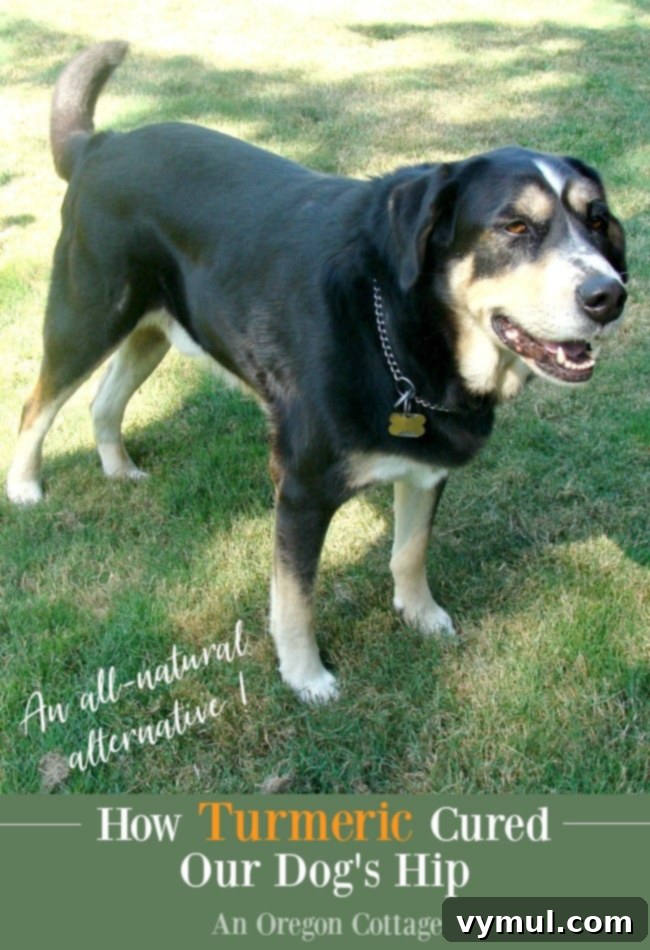 Turmeric Transformed Our Dog's Hip 2 Swiss Mountain-Lab dog who benefited from turmeric.