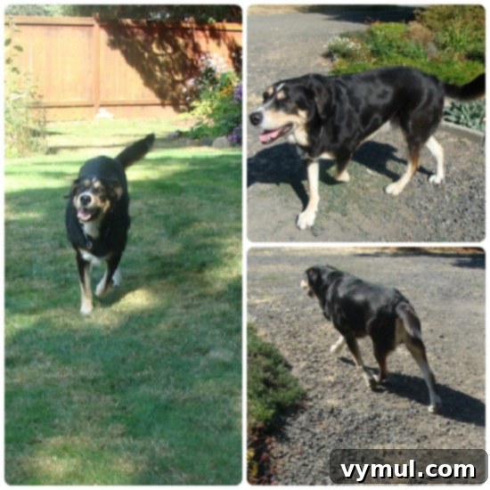 Samson in motion Samson in motion