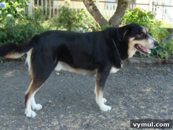samson on driveway samson on driveway