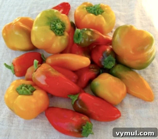 Tatlı Biber Rehberi: Yetiştirmeden Saklamaya Tüm Sırlar 4 Sweet pepper plants growing in a hoop house