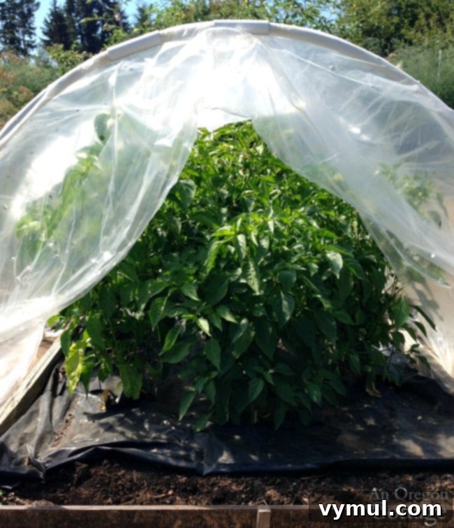 Tatlı Biber Rehberi: Yetiştirmeden Saklamaya Tüm Sırlar 5 Sweet pepper hoop house in summer