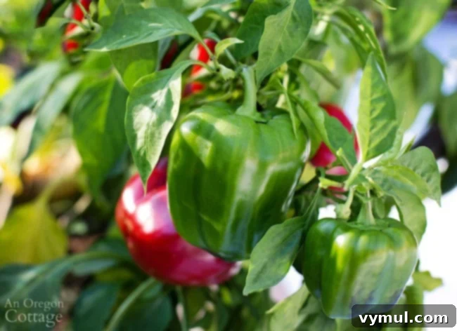 Tatlı Biber Rehberi: Yetiştirmeden Saklamaya Tüm Sırlar 6 Ripening bell peppers on the vine