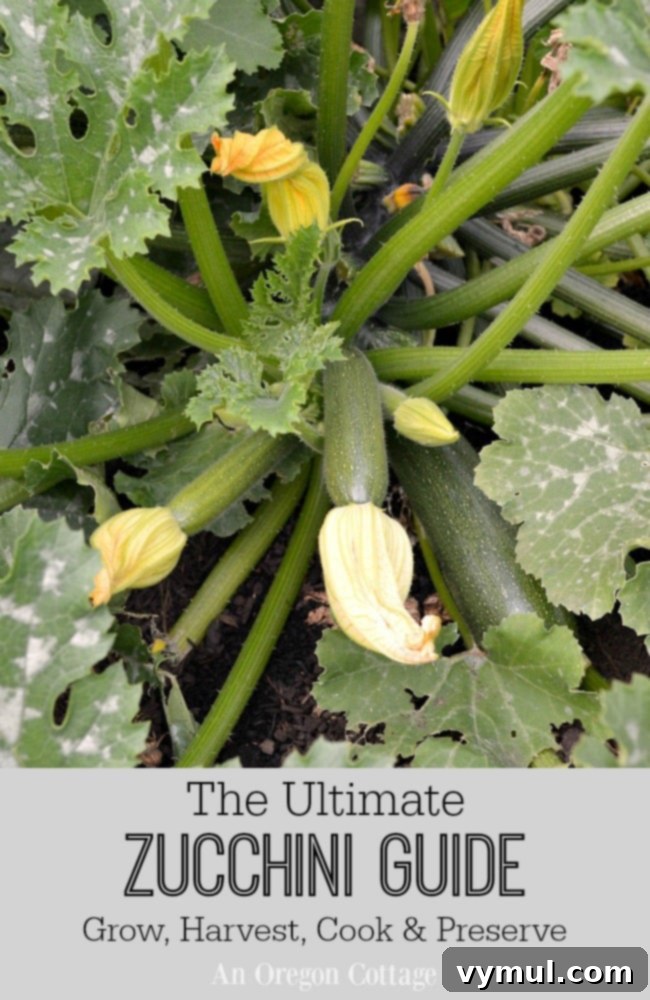 Mastering Zucchini From Garden to Table 46 Recipes Included 2 Ultimate Zucchini Guide - healthy zucchini plant producing abundant fruit in a garden setting, illustrating successful growth.