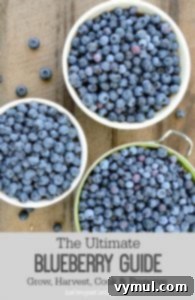 The Ultimate Blueberry Guide for growing, harvesting, and cooking blueberries, with recipes for drying, freezing, and baking.