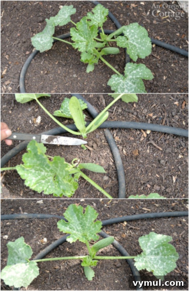 Mastering Zucchini From Garden to Table 46 Recipes Included 4 Ultimate Zucchini Guide - thinning zucchini seedlings to ensure a single, strong plant for optimal growth and fruit production.