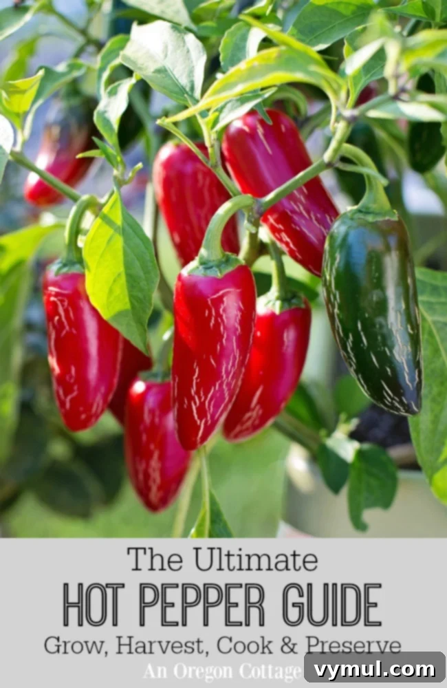 The Ultimate Hot Pepper Guide - A vibrant display of freshly harvested hot peppers.