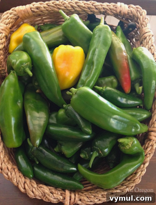 Hot Pepper Guide - A basket overflowing with a colorful assortment of hot peppers.