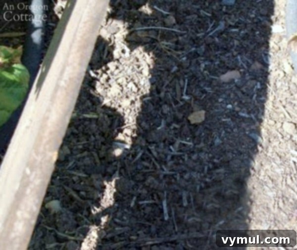 Garden Bed with Sown Spinach Seeds for Fall