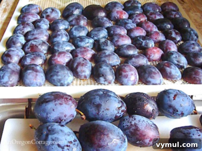 dried plums on dehydrator tray