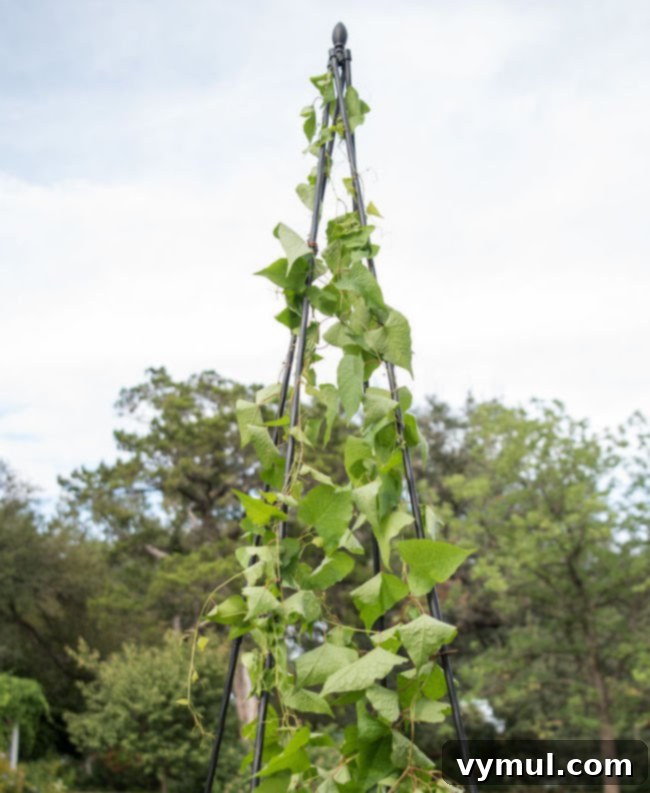 teepee garden trellis with beans