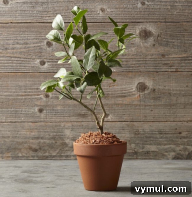 Lemon Tree in a Terra Cotta Pot