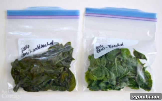 Freezing Basil Leaves - An Oregon Cottage shows blanched and unblanched comparison for 6 ways to freeze basil