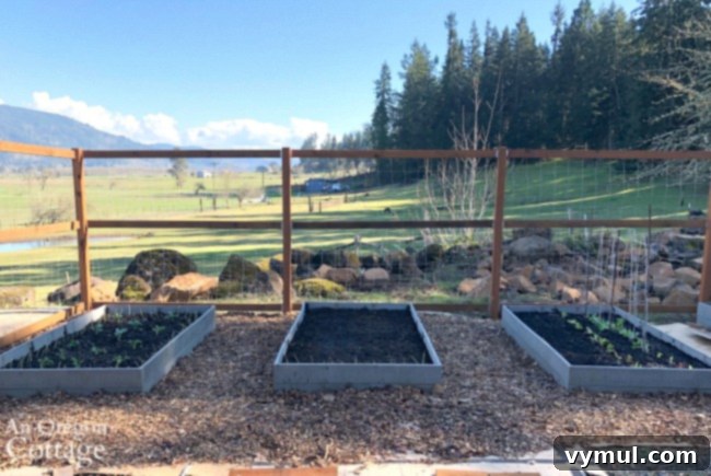 The Ultimate Vegetable Garden Blueprint 7 Three newly planted raised beds in early spring with kale, broccoli, lettuce, beets, and peas.