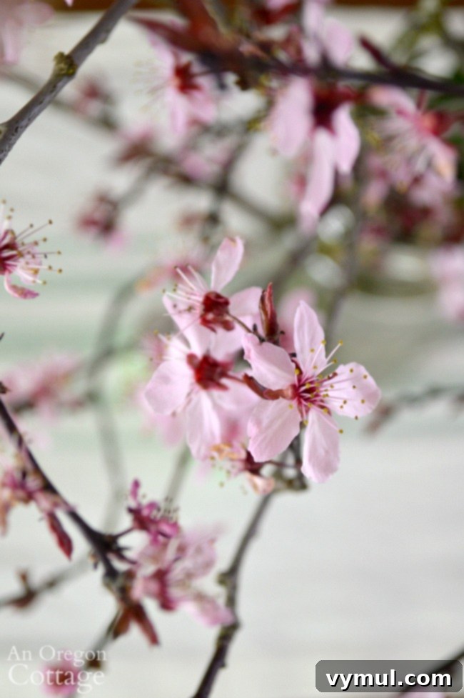 Effortless Spring Home Revamp 9 flowering cherry blossoms close