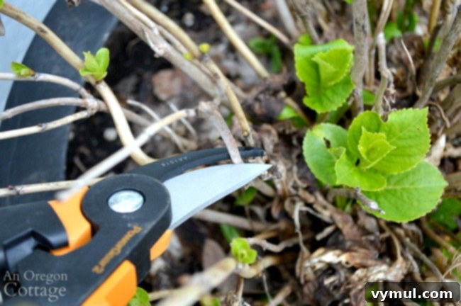 Grow Green Live Easy 21 Organic Gardening Secrets 6 Pruning hydrangea stems in spring with bypass pruners