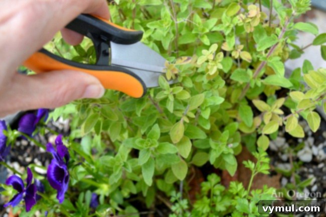 Grow Green Live Easy 21 Organic Gardening Secrets 8 Snipping oregano from a vibrant herb plant in the garden