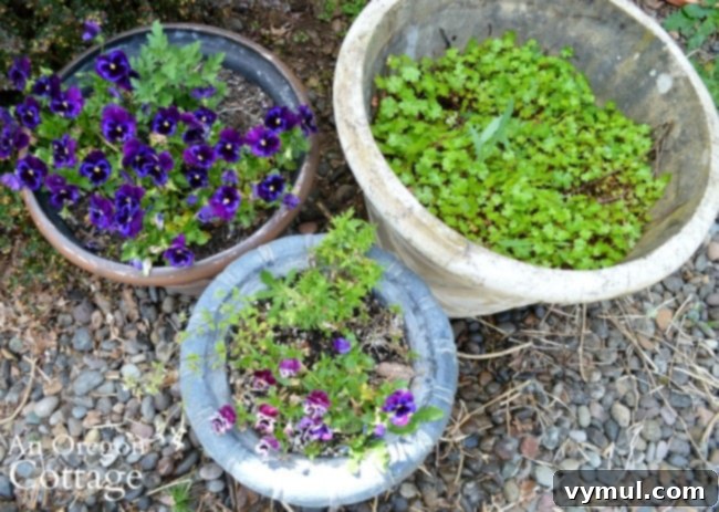 3 Genius Container Gardening Ideas and Must-Know Tips 9 Flower containers before planting