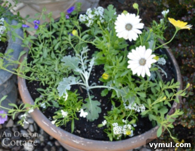 3 Genius Container Gardening Ideas and Must-Know Tips 11 Medium pot planted with mixed flowers