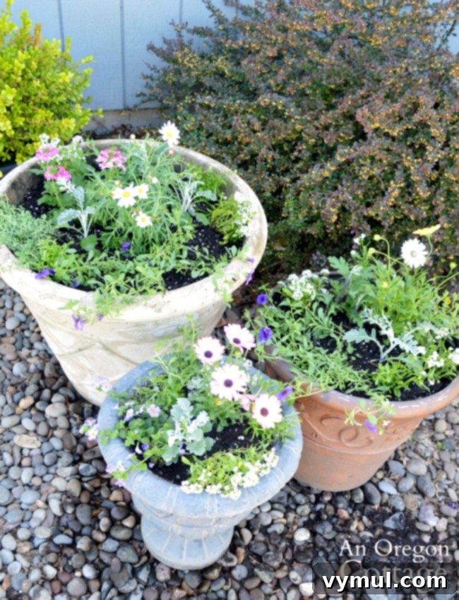 3 Genius Container Gardening Ideas and Must-Know Tips 14 Three beautiful container gardens planted and thriving