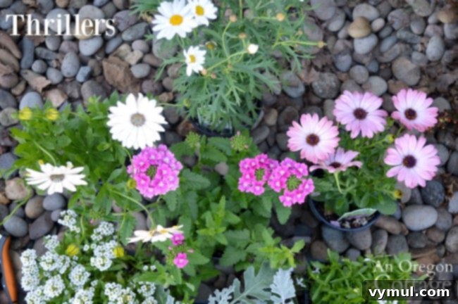 3 Genius Container Gardening Ideas and Must-Know Tips 6 Container Gardening Ideas-Thriller plants for height and focus