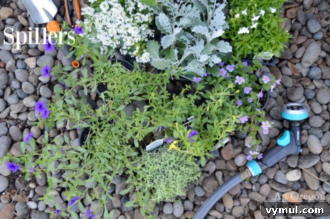 3 Genius Container Gardening Ideas and Must-Know Tips 8 Container gardening ideas-spiller plants for cascading beauty