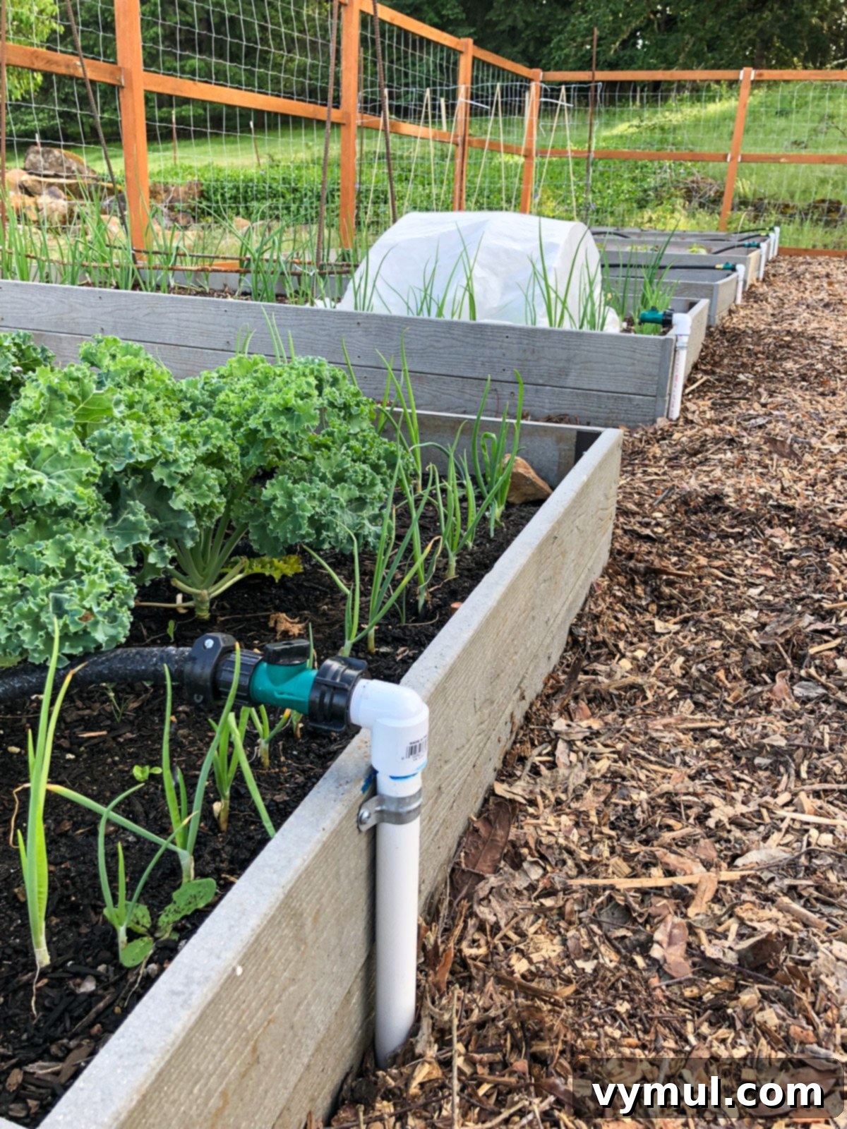 Budget Garden Watering Made Easy 2 line of garden raised beds with pvc watering system