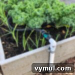 spigot of watering system up side of raised bed