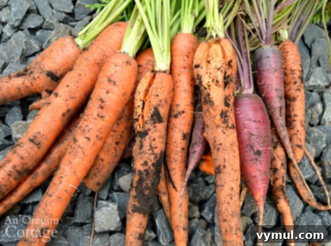 Close-up view of freshly harvested carrots, showing their vibrant colors and healthy roots.
