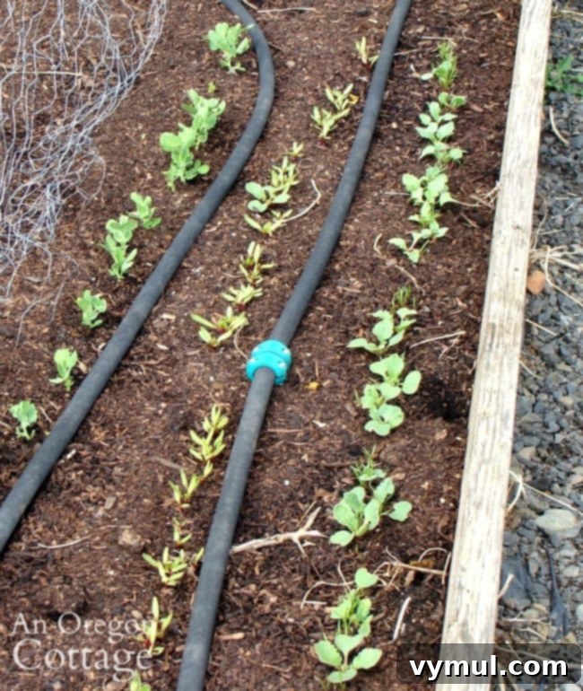 Carrot seedlings growing alongside radishes, illustrating companion planting