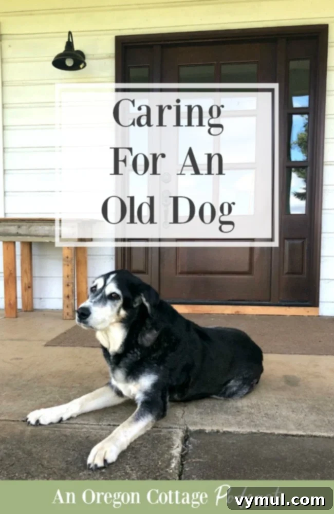 Cherishing Every Wag Life with an Older Canine 2 Podcast Episode 62-Caring for an old dog