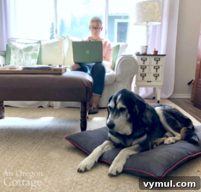 Cherishing Every Wag Life with an Older Canine 3 Working with Samson in living room