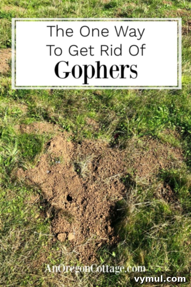 The Single Surefire Way to Banish Gophers 2 The one consistent method that worked to get rid of gophers in our lawn