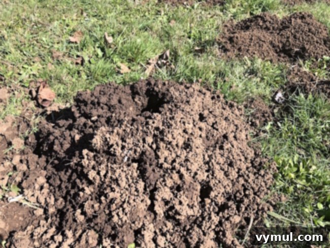 The Single Surefire Way to Banish Gophers 4 Numerous gopher hills scattered across the lawn