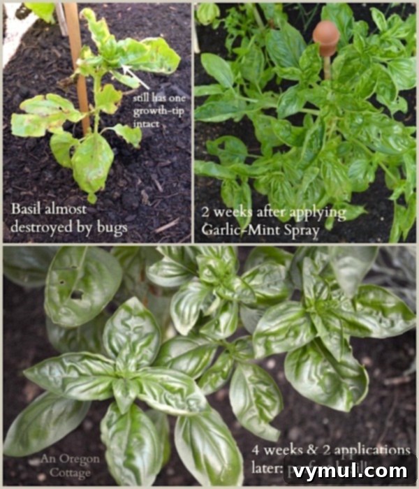 Before and after comparison of bug-eaten basil treated with homemade garlic-mint garden insect spray, showing significant improvement.