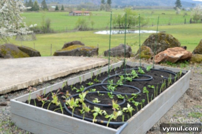 A beautiful DIY raised garden bed filled with lush spring vegetables, demonstrating successful urban or suburban gardening.