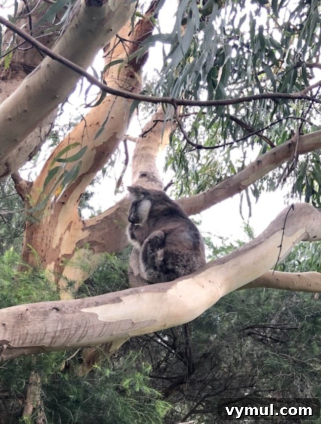 Crossing Borders in a World Gone Wild 4 koala on Australian walk
