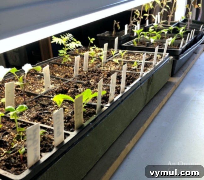 Crossing Borders in a World Gone Wild 7 2020 seedlings under lights